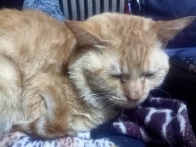 cat very cute cat but not. persion cat but liken persion cat aur bacha