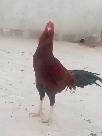 egg giving pure aseel pair(male and female)