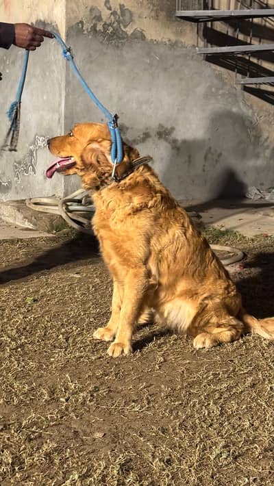 Golden Retriever Female, 2 years old