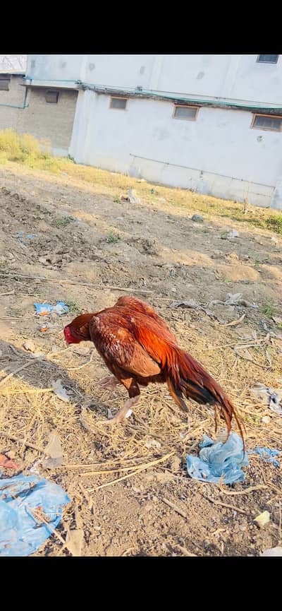 Khajoori patha top nasal