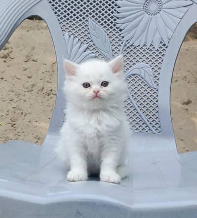 Prison kitten  fully white