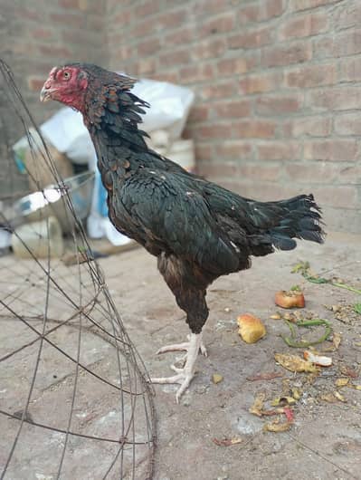 Pakistani Aseel Female for Sale | Healthy & OriginalBreed 923270985901