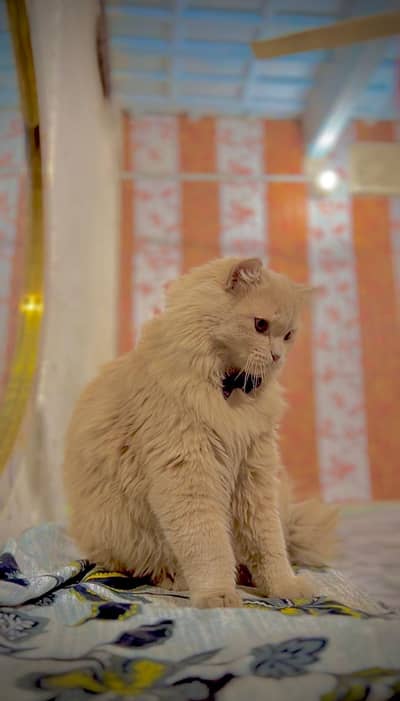 persian male cat
