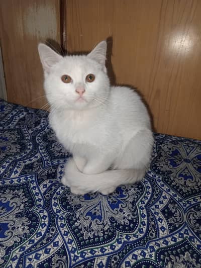 White Persian Kitten double coated