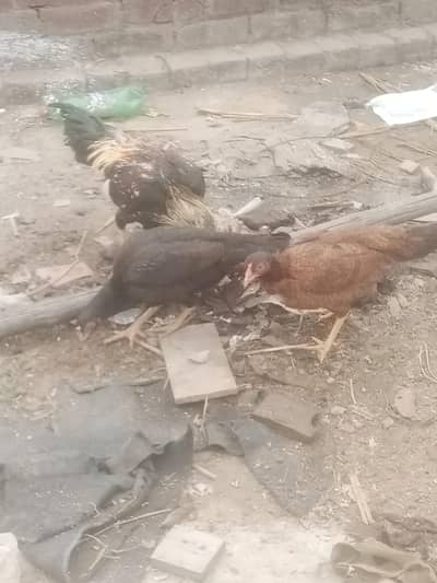 aseel 2 femail egg ling 1 mail