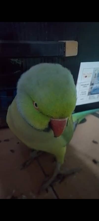 17hzr dead final. . . ! khud aakr receive krna hoga