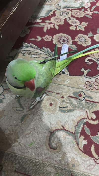 love birds breadr pair,s  and chicks for sale