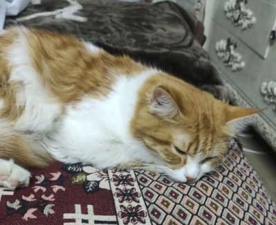 Orange White Cat available for Adoption.