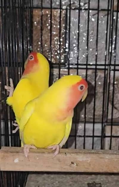 common lutino and peachface  male