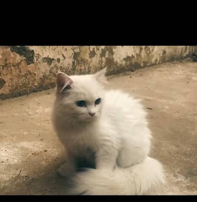 Kitten 4.5months with their all accessories