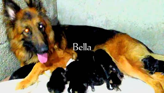 Gsd Breeder female read add