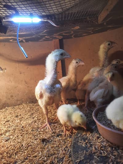 WHite SHamo CHicks & Eggs Available For Sale
