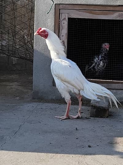 Paper white aseel Male