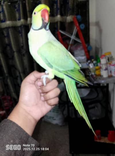 bohat pyarie talking krta hai mitu mitu cat kie awaz hand tamed