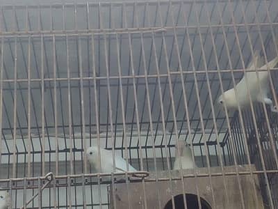 love bird for sale urgenttt