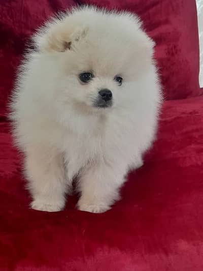 pomeranian