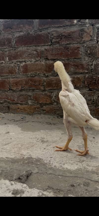 Thai minwali pakistani German shamo aseels and fancy breeds available