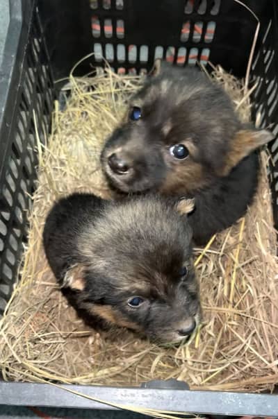 German Shepherd Puppies