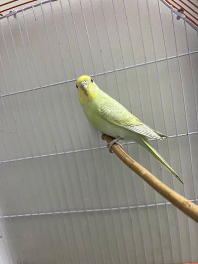 Rainbow working Dilute female cw yf