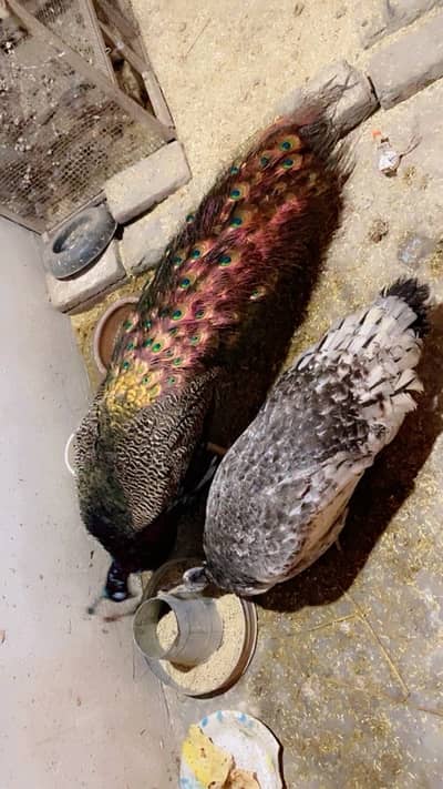 peacock Pair