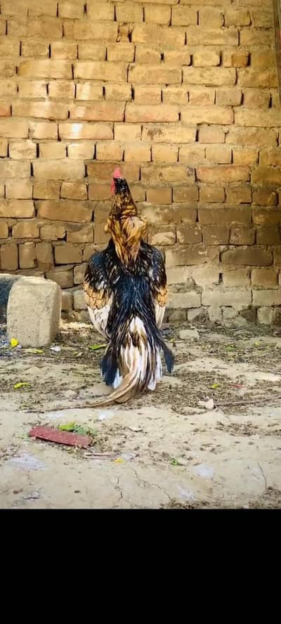 only chicks for sale