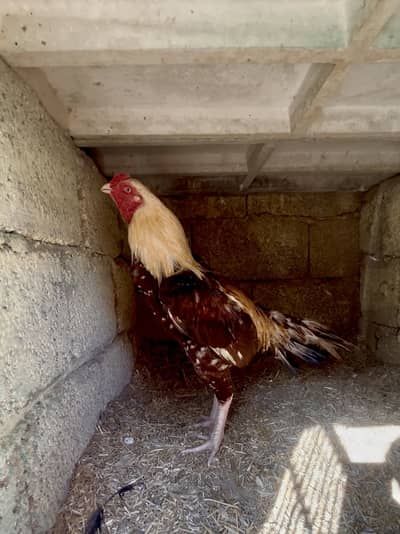 High quality Aseel murga available