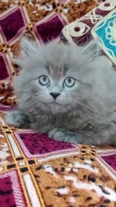 pairsian male and female wash room trend kitten for sale