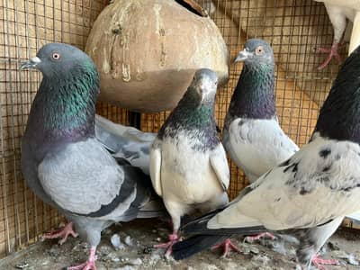 sub achy kabutar Hain