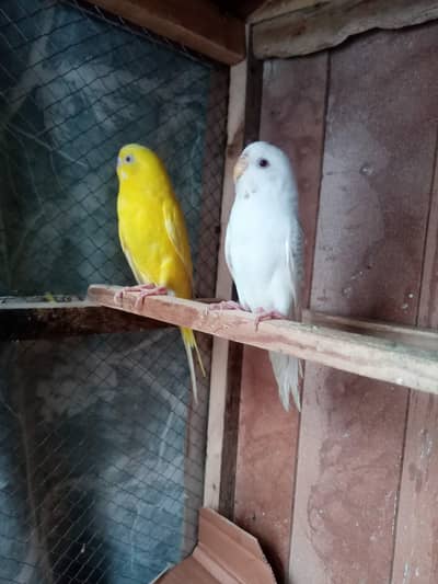Budgies Red eye breeder pier for sell