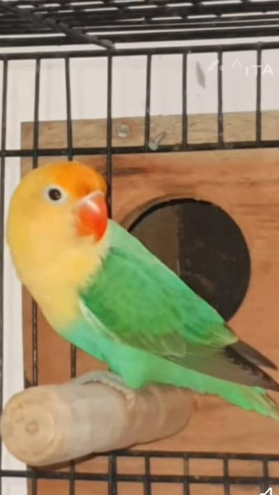 lovebirds 2 breeder pair