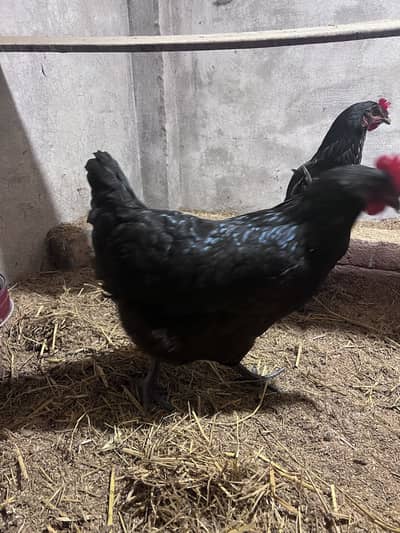 Lohman black 2 females for sale