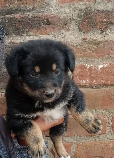 German shepherd puppy