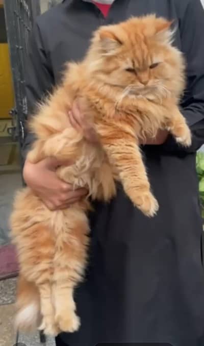 Brown Tripple cotted Persian male cat . Trained
