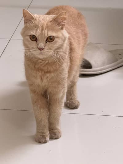 Pure Persian Cat Available for Adoption