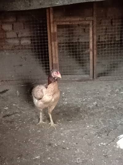 aseel murga goood healhte