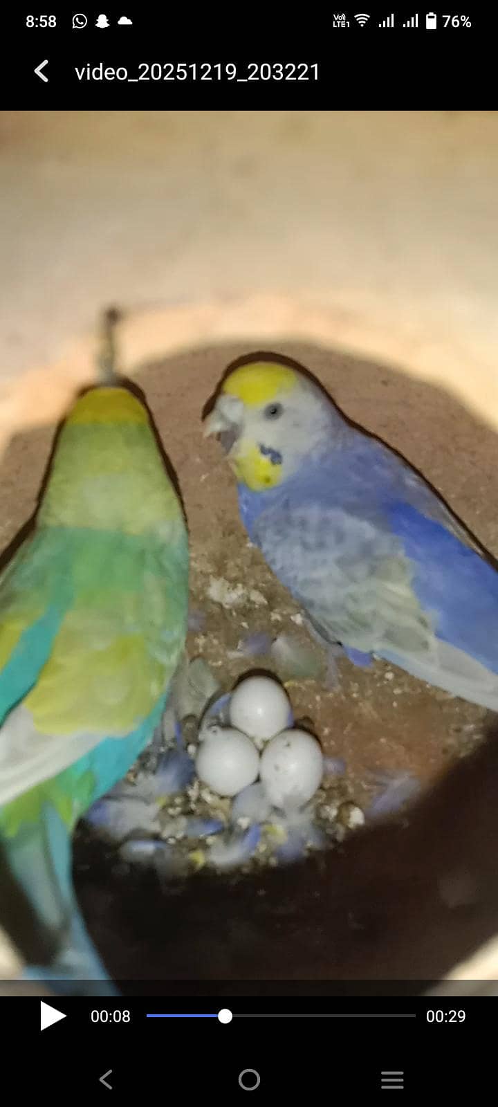 Rainbow Breader pair 7