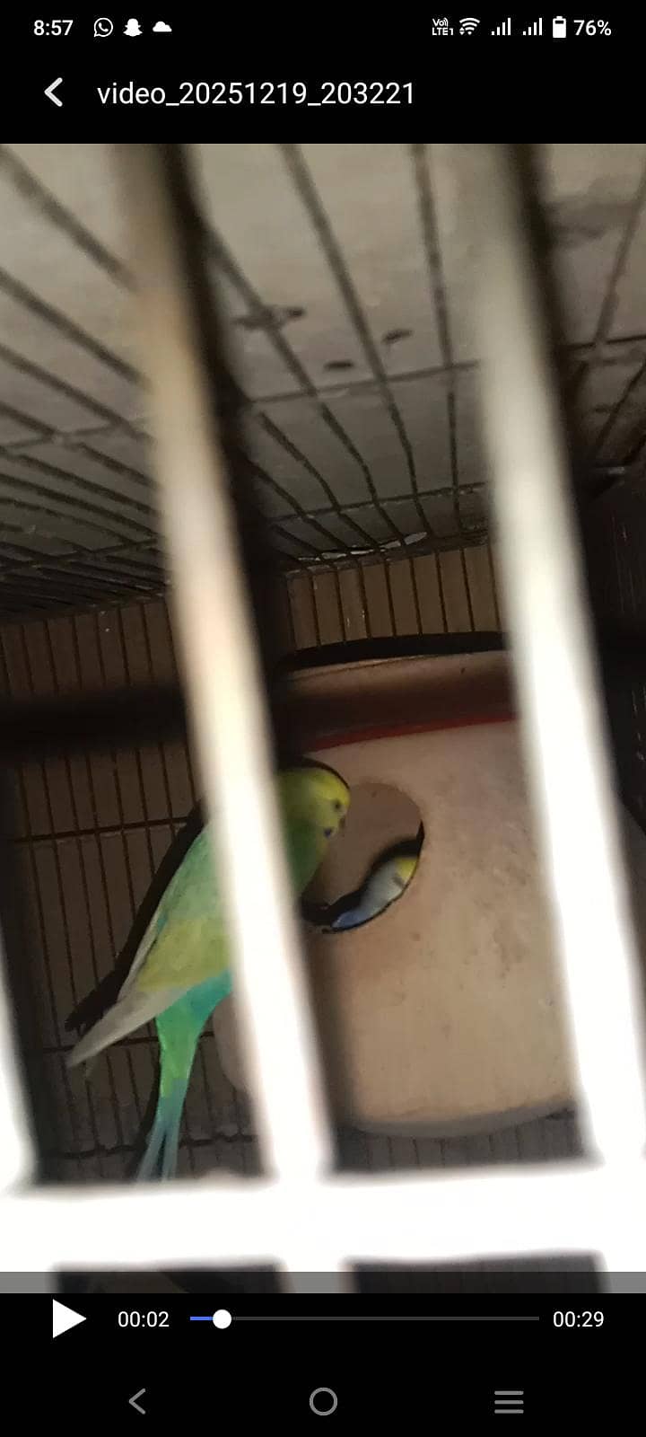 Rainbow Breader pair 8