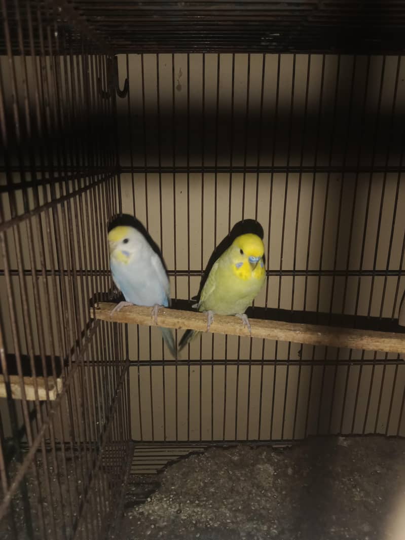 Rainbow Breader pair 4