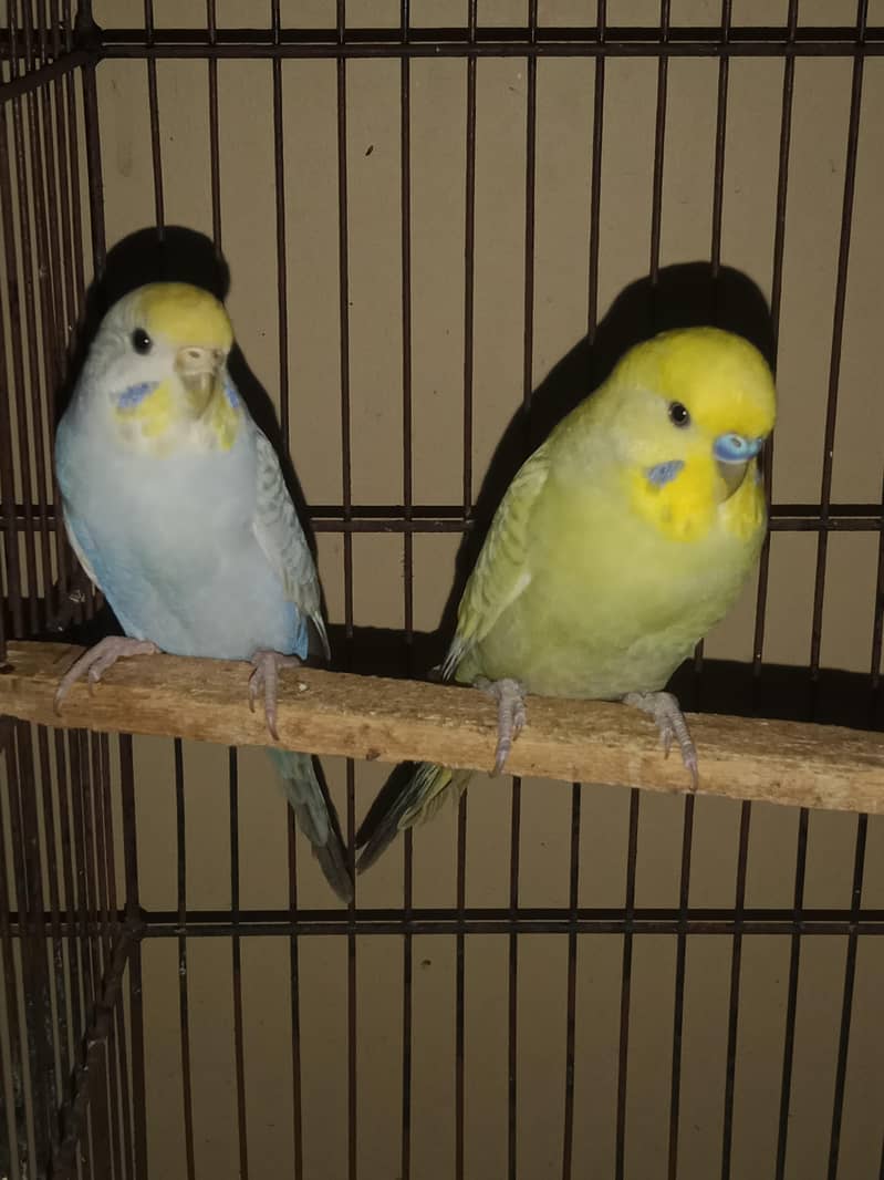 Rainbow Breader pair 5