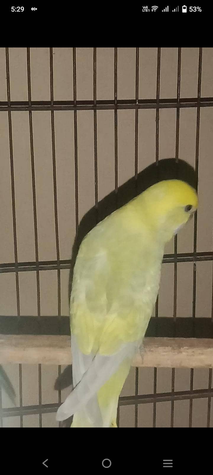 Rainbow Breader pair 6