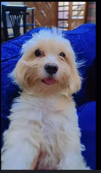 Maltese female dog breed