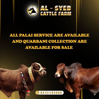 pure cow milk avaliable