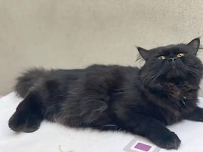Rare Black Persian Breed yellowed eye cat
