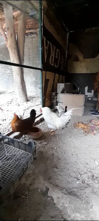 1 dasi hen and 1 dasi coke