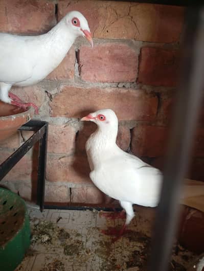 White Danish Long Face Breeder Pair in A+ quality