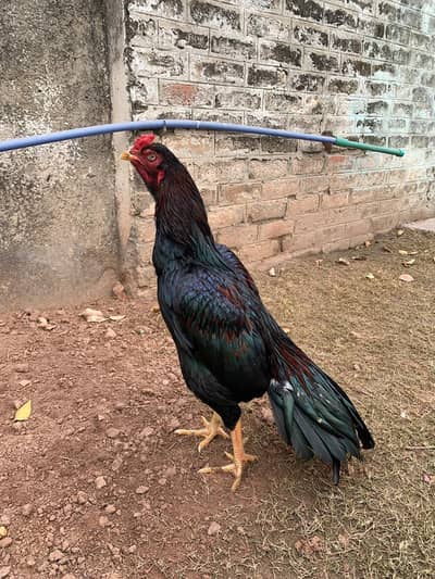 top quality mianwali bird tapni not avaible .