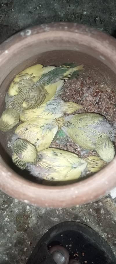 Australian parrot breeder pair 100% for sele 03494742946