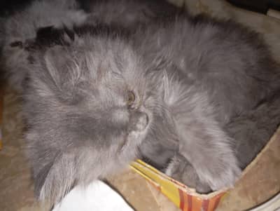 kitten available for sale