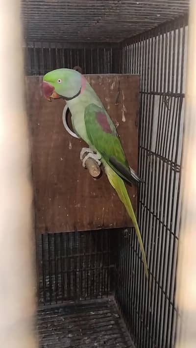 Breeder and talking pair