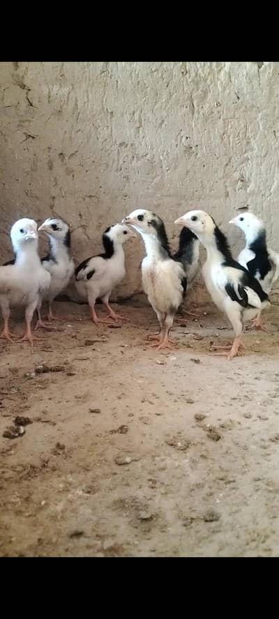 pathay , chuzay, or madi for sale read complete add